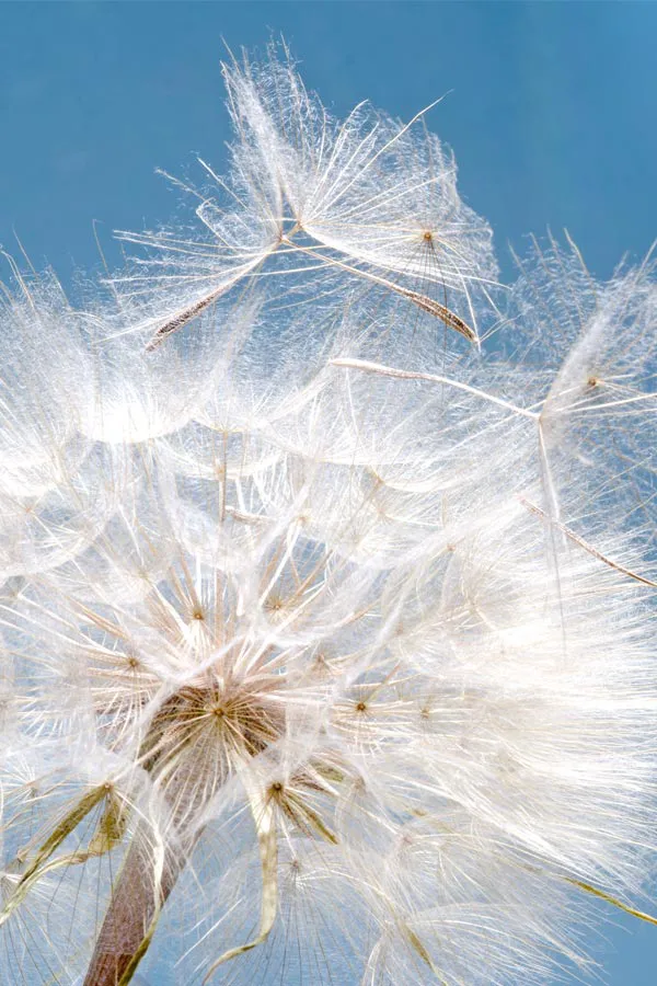 Close up of a dandelion shedding seeds, signifying the need for allergy treatment from Allen Green, M.D. of Center for Optimum Health in Los Angeles.