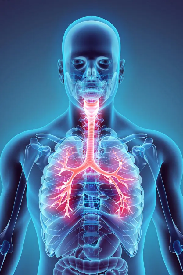 A 3D illustration of the human body highlighting the throat and lungs (respiratory system). Get treatment for asthma from Allen Green, M.D. of Center for Optimum Health in Los Angeles.