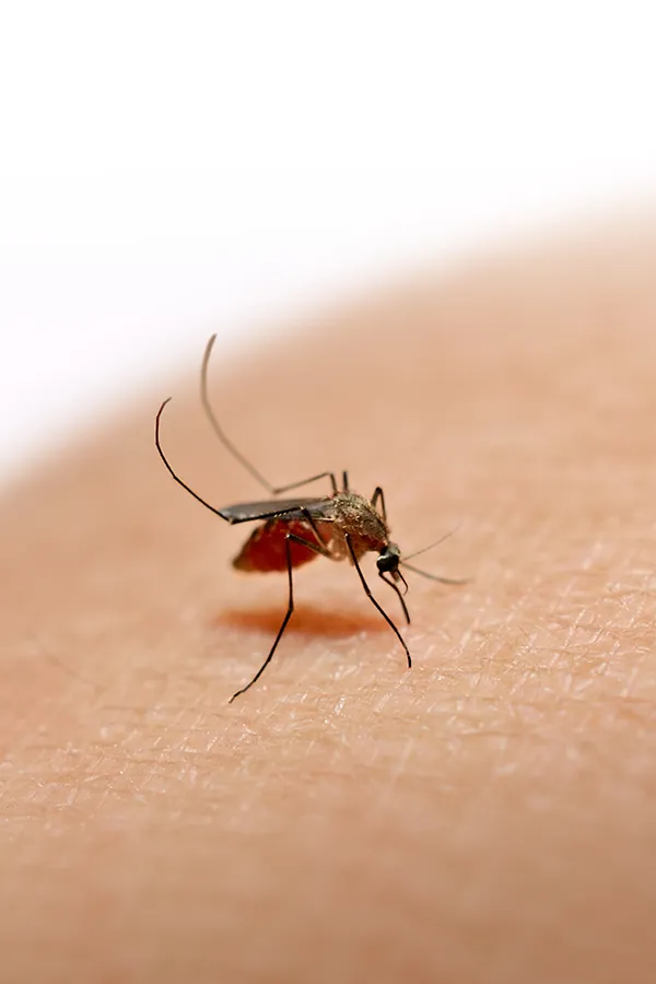 Close up of a mosquito on skin. Get treatment for insect allergies from Allen Green, M.D. of Center for Optimum Health in Los Angeles.