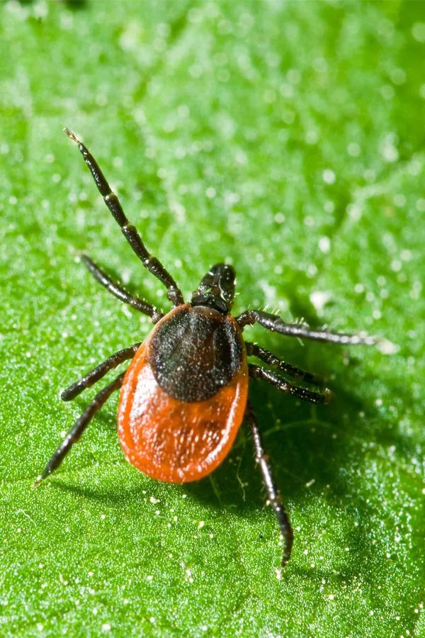 Close up of a tick on a leaf. Get treatment for Lyme Disease from Allen Green, M.D. of Center for Optimum Health in Los Angeles.