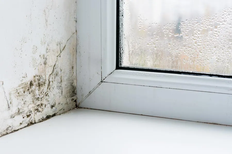 Close-up of a window and window ledge corner showing mold contamination. Get treatment for Mold and Mycotoxin from Allen Green, M.D. of Center for Optimum Health in Los Angeles.